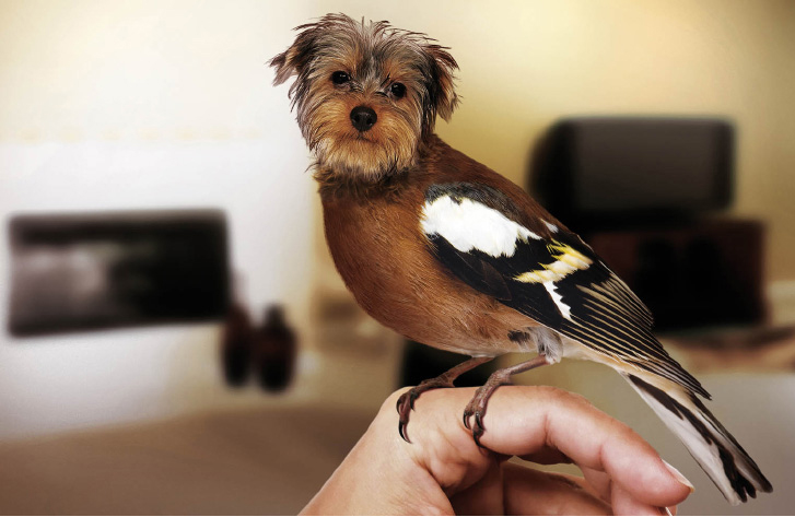 New Species Of Birds X Dogs Discovered!