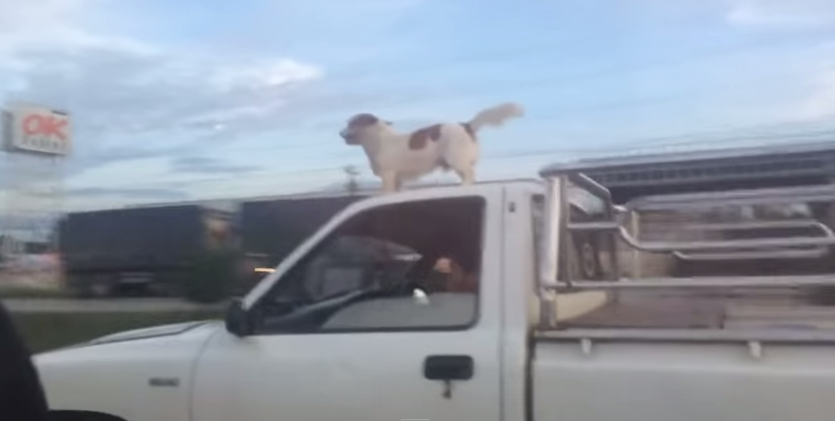 Chien cascadeur: Only in Russia [Vidéo]