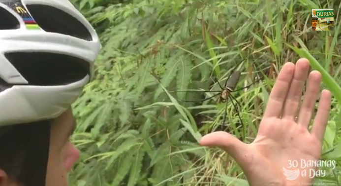 Just chillin&rsquo; dans la jungle en léchant une araignée géante. [Vidéo]