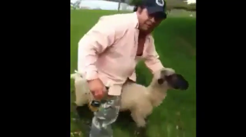 Mettre un mouton de mauvaise humeur facilement et en peu de temps [Video]