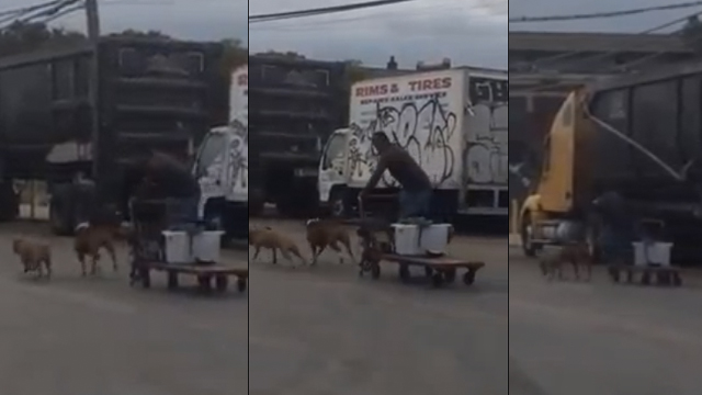 Street Dawg: traineau à chien dans le hood. [Vidéo]