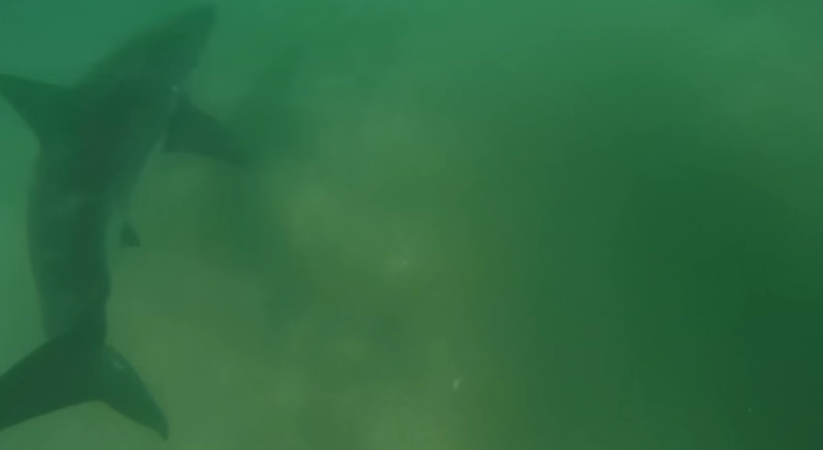 Dude Swims Within Feet Of A Great White Shark And Doesn't Realize Until He Watches His Gopro Footy Afterwards!