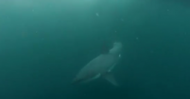 Real Or Fake? Check Out This Insanely Scary Encounter With Great White Shark Captured In Sydney Harbour