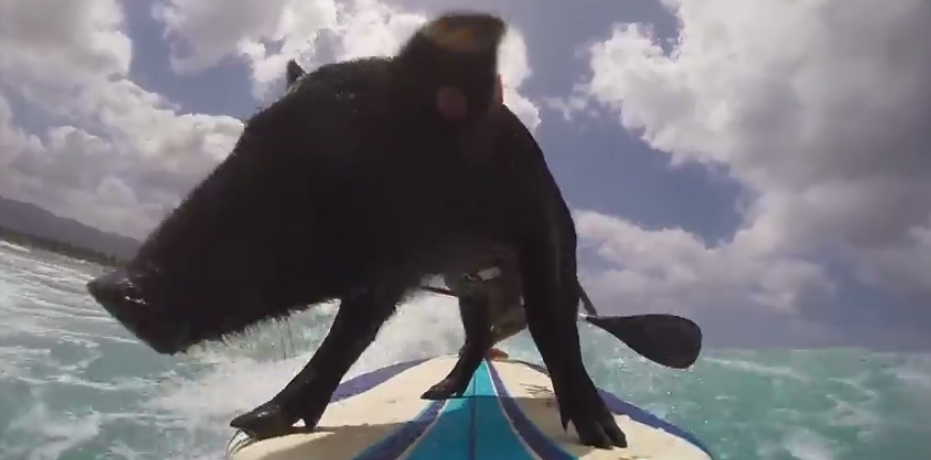 Shout out à ce cochon qui surfe [Vidéo]