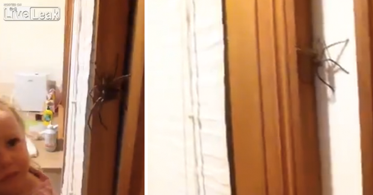 Petite fille vs hunstman spider - Qu'est-ce que ça donne selon toi?