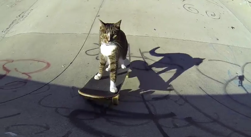 Pro skater chat : le chat qui se prend pour Eric Koston